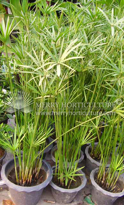 Cyperus  alternifolius Variegated